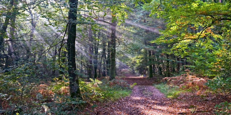 Sous-bois en automne © Jean-Jacques Carlier